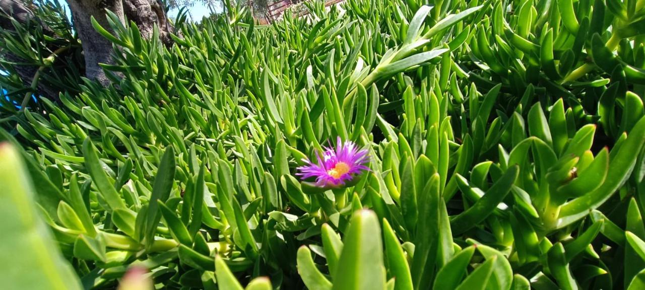 Nafplio Lodge ภายนอก รูปภาพ